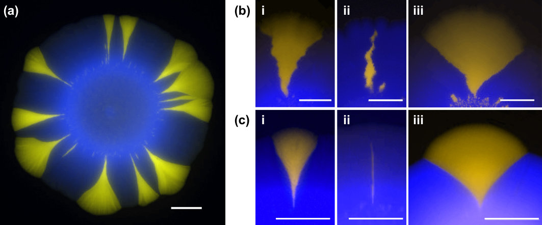 Figure 16