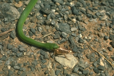 Figure 22