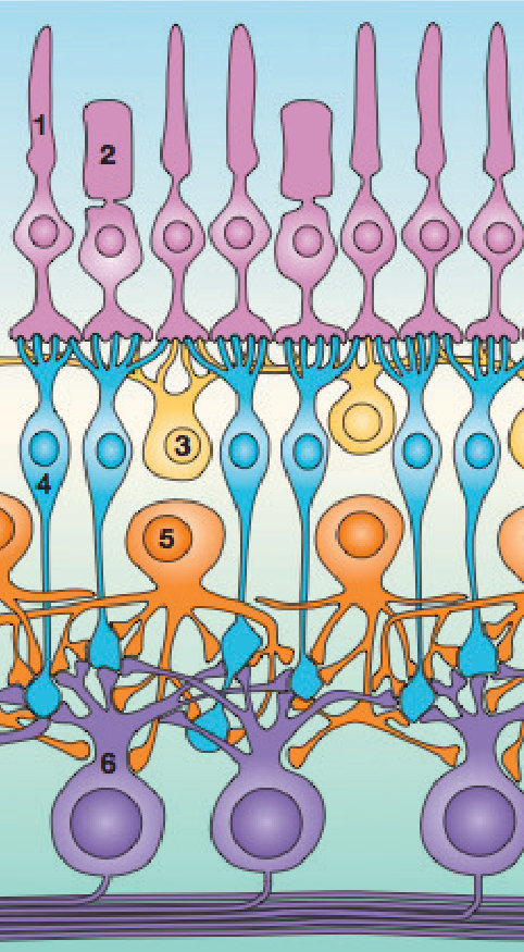 Figure 33