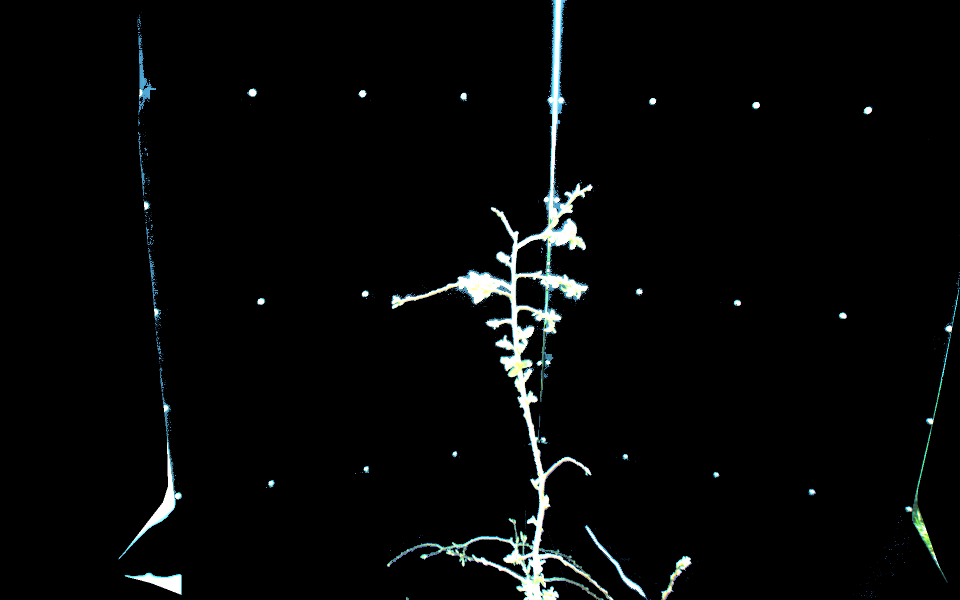 Figure 32