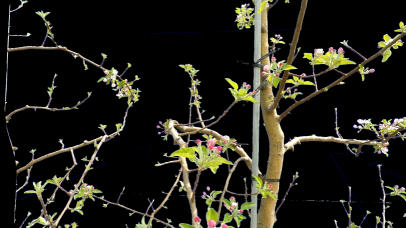 Figure 36