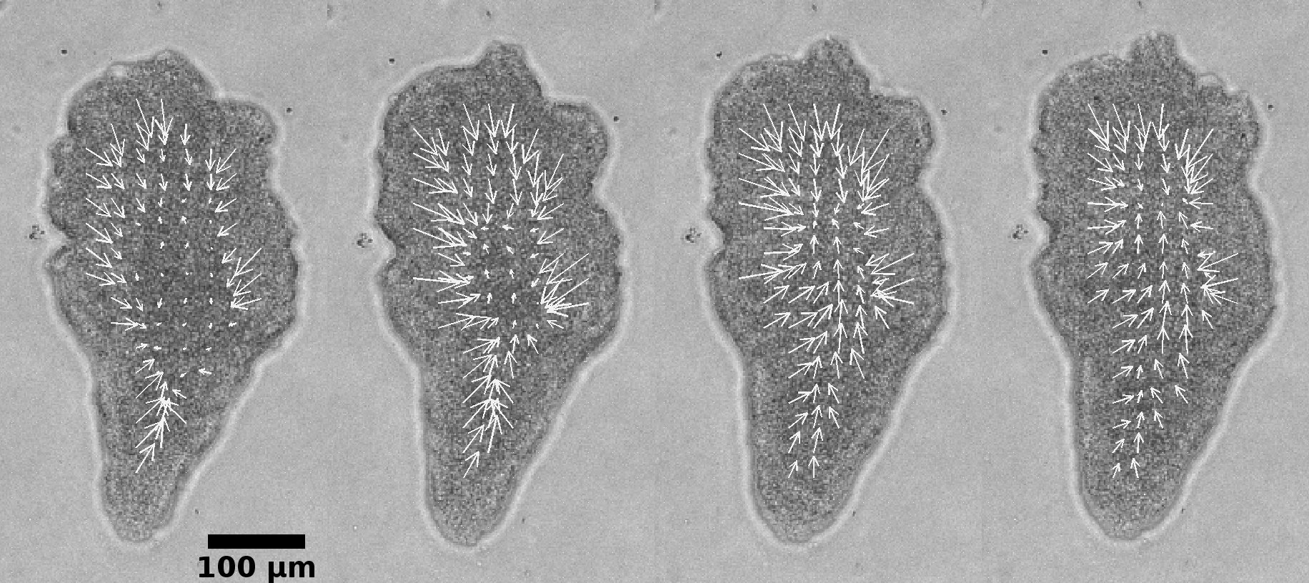 Figure 11
