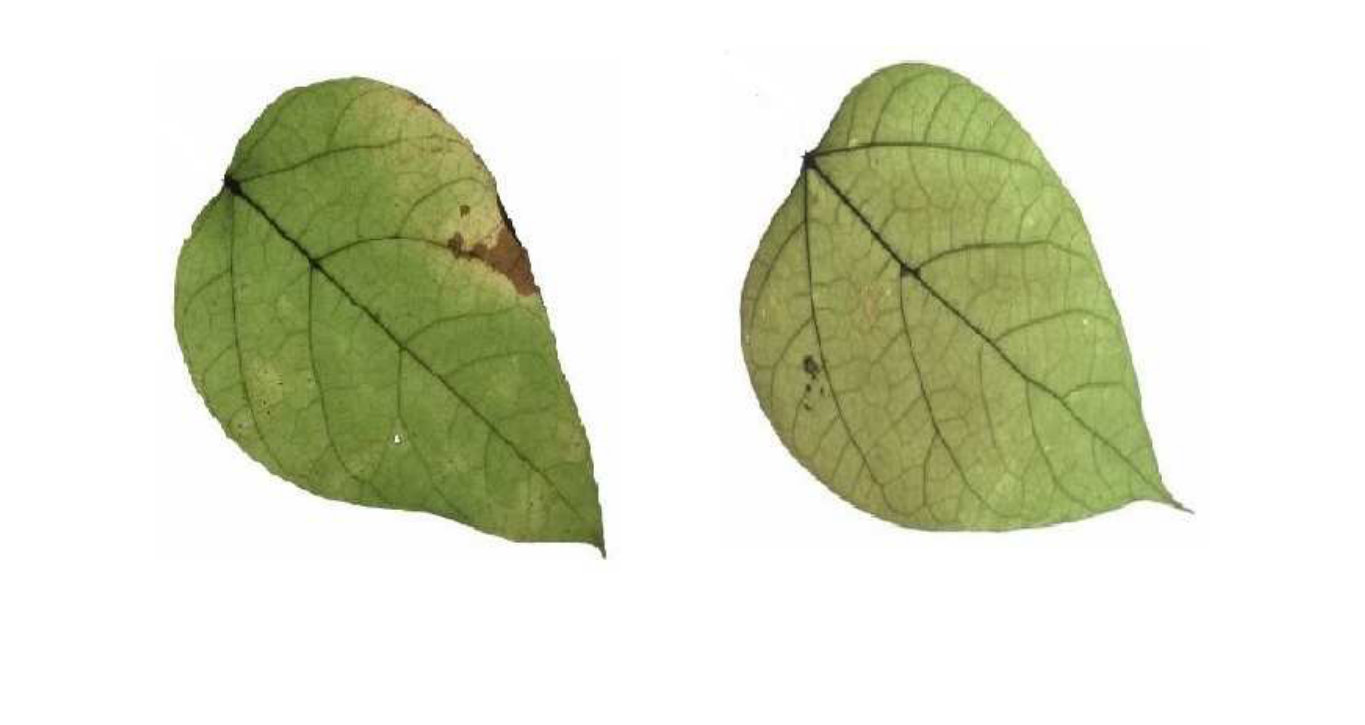 Figure 18