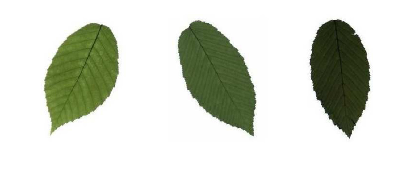 Figure 19