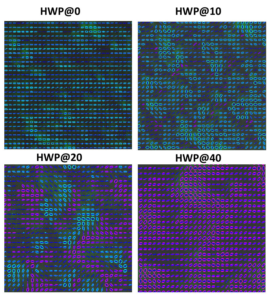 Figure 31
