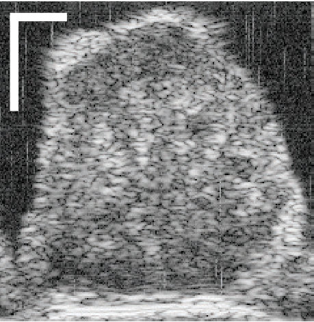 Figure 28