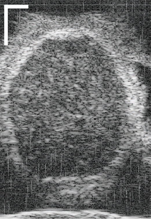 Figure 34