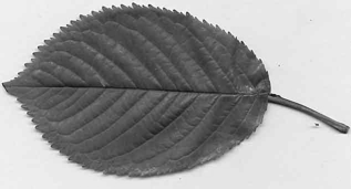 Figure 18