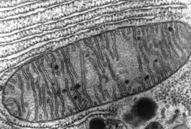 Figure 32