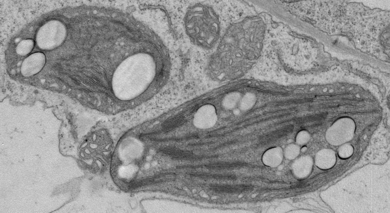 Figure 36