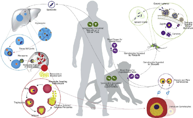 Figure 28