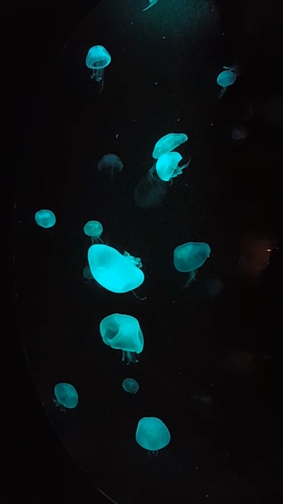 Figure 23