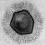 Figure 36