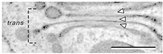 Figure 31