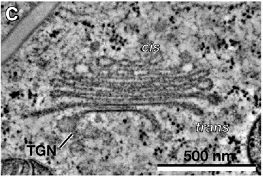 Figure 32