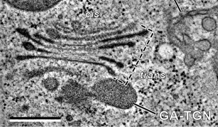 Figure 33