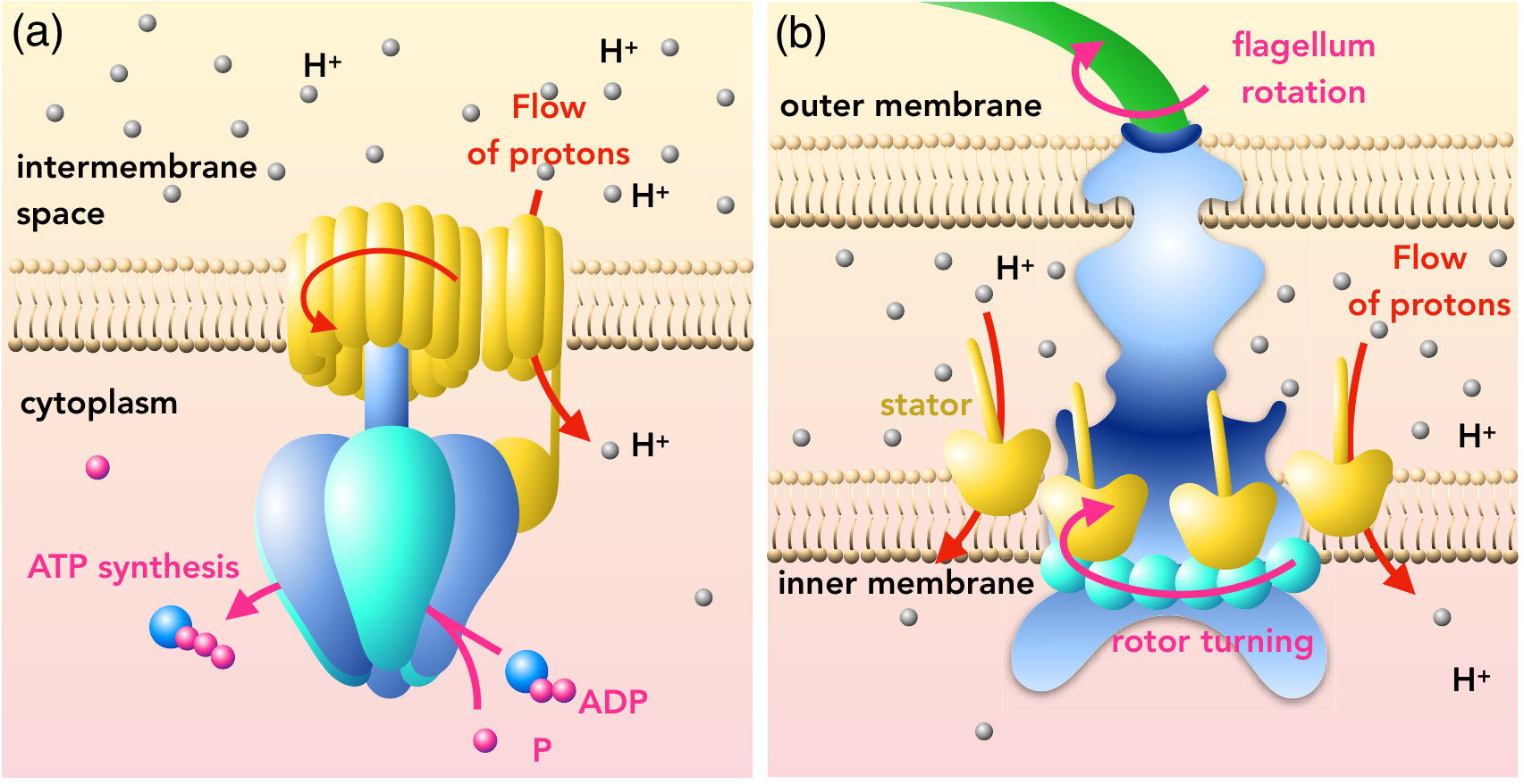 Figure 28