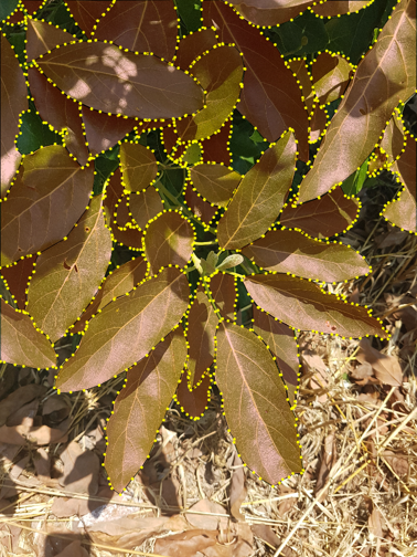 Figure 19