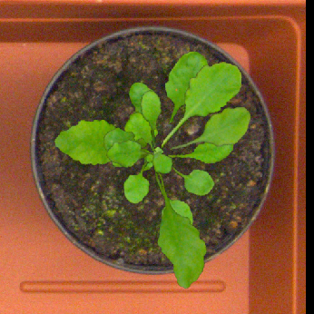 Figure 26