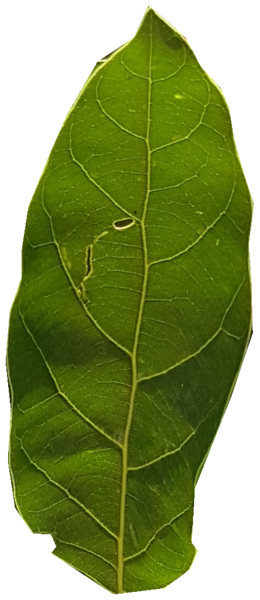 Figure 36