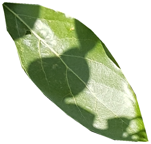 Figure 37