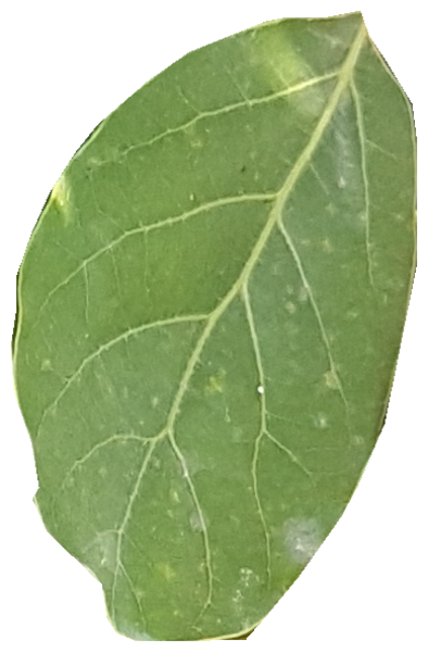 Figure 39