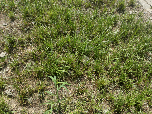 Figure 34