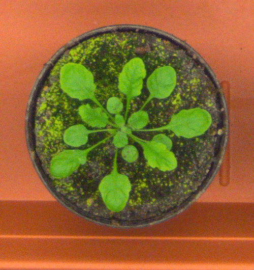 Figure 5