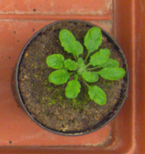 Figure 8