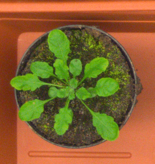 Figure 29
