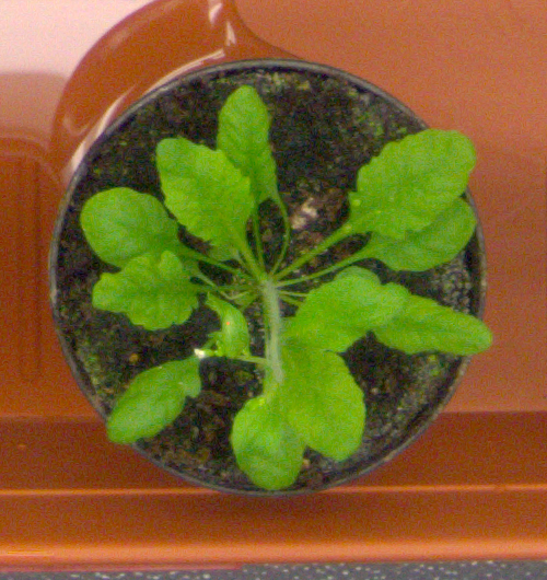Figure 34