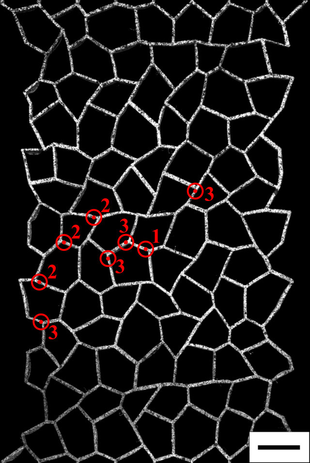 Figure 15