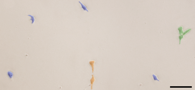 Figure 21