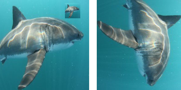 Figure 38
