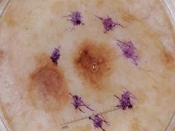 Figure 25