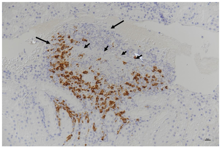 Figure 26
