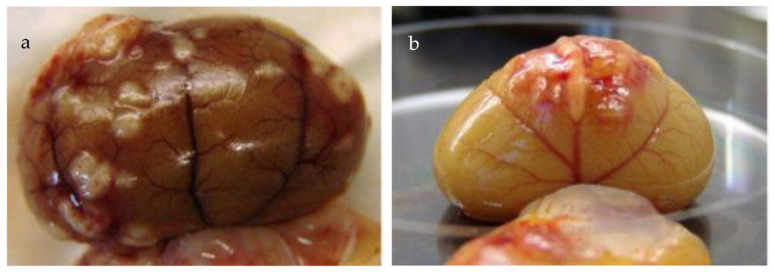 Figure 28