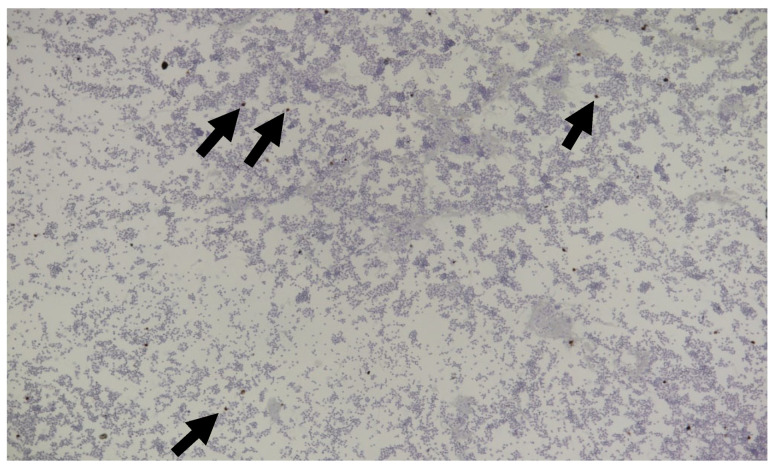 Figure 29