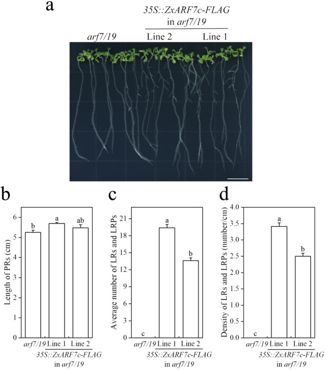 Figure 7