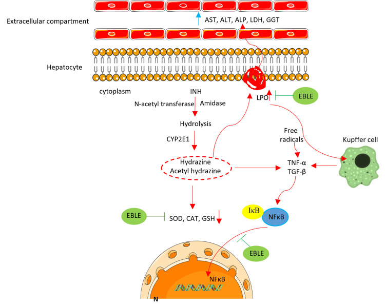 Figure 6