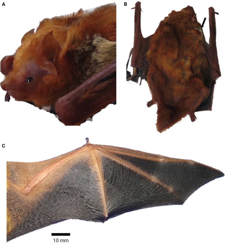 Figure 2