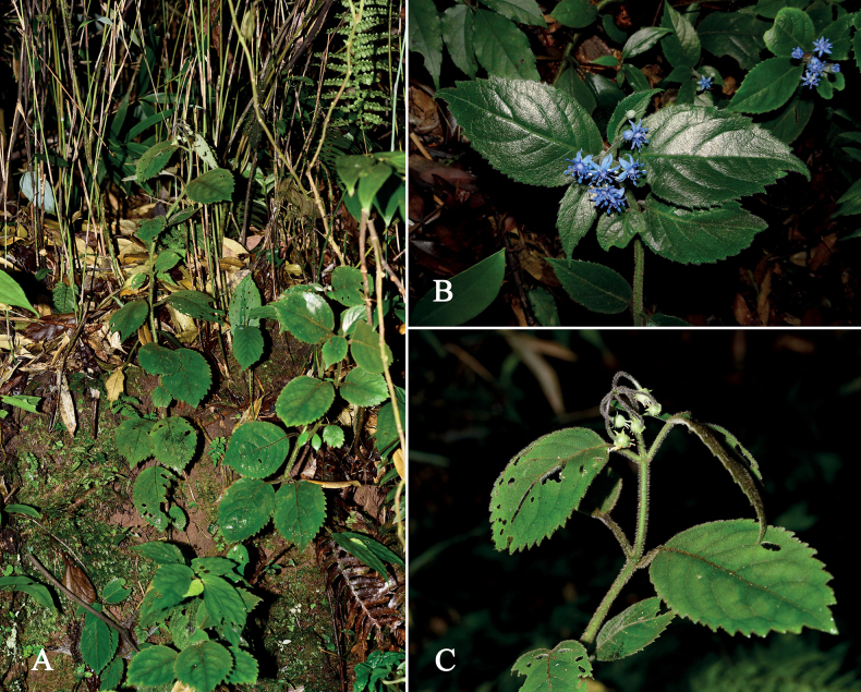 Figure 3