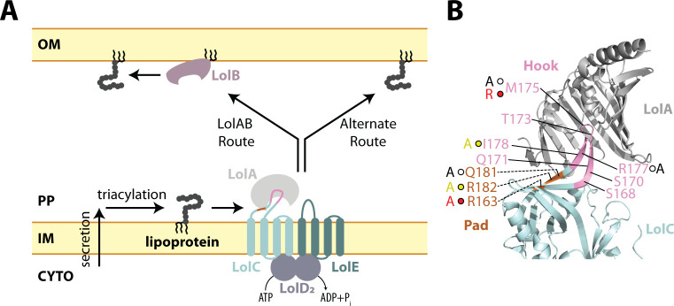 Fig 1