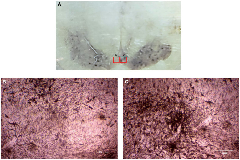 Figure 7