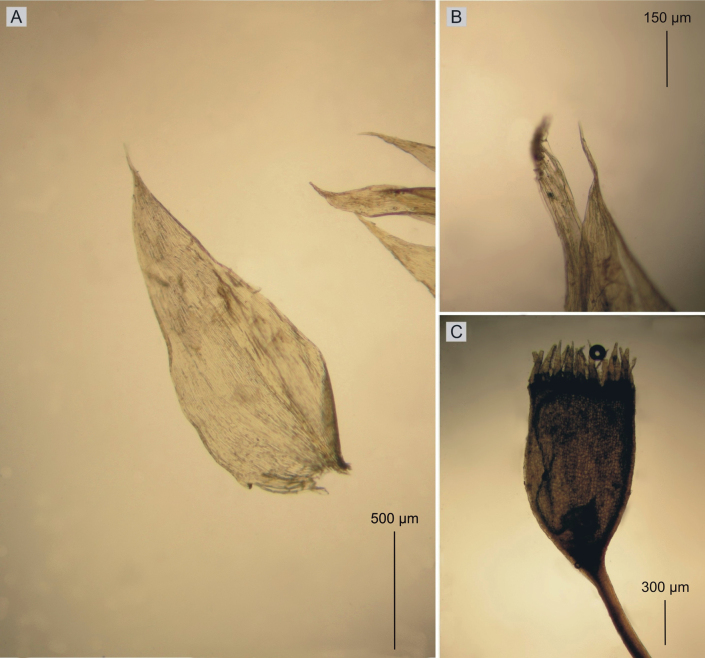 Figure 12