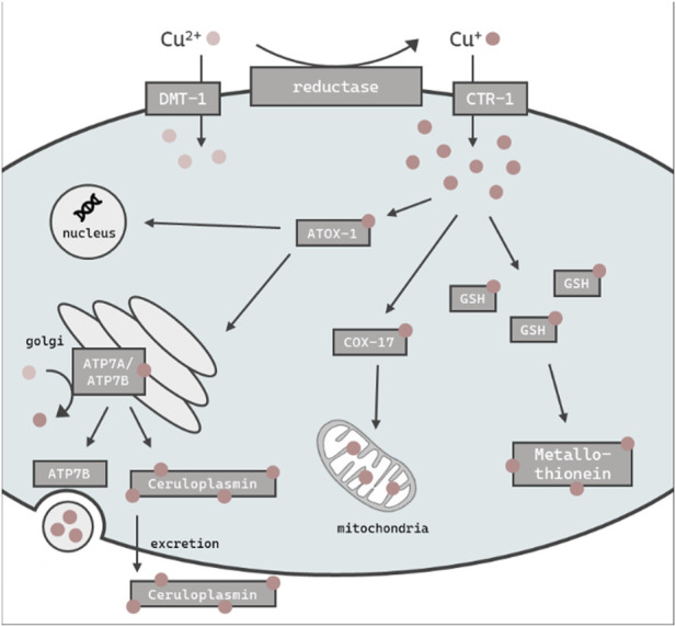 FIGURE 1