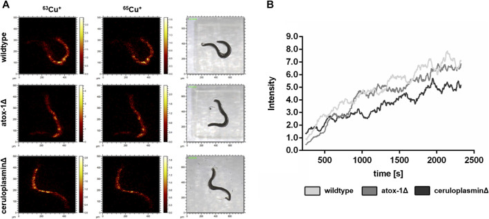 FIGURE 4