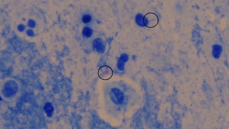 Figure 7
