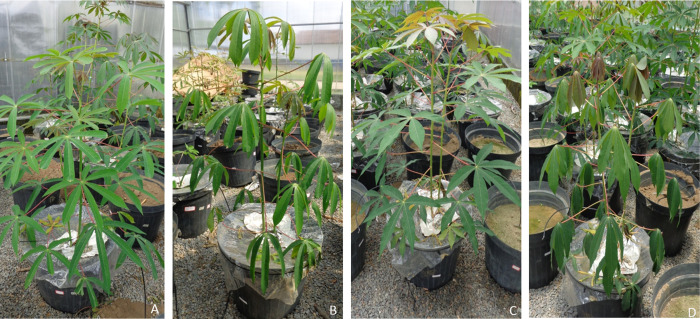 Fig 2