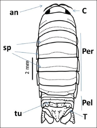 Figure-5